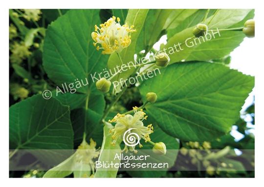 Image sur Allgäuer Blütenkarte Linde