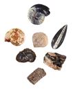 Picture of Expedition Natur Das grosse Fossilien-Ausgrabungs-Set, VE-2