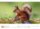 Bild von Tierwelt Wald Kalender 2025