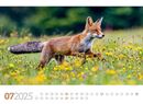 Bild von Tierwelt Wald Kalender 2025