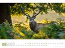 Bild von Tierwelt Wald Kalender 2025