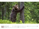 Bild von Tierwelt Wald Kalender 2025