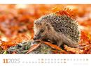 Bild von Tierwelt Wald Kalender 2025