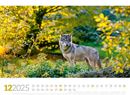 Bild von Tierwelt Wald Kalender 2025