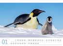 Bild von Pinguine Kalender 2025