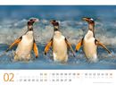 Bild von Pinguine Kalender 2025