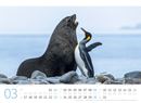 Bild von Pinguine Kalender 2025