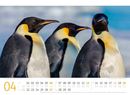 Bild von Pinguine Kalender 2025