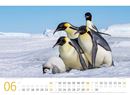 Bild von Pinguine Kalender 2025