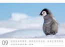 Bild von Pinguine Kalender 2025