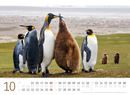 Bild von Pinguine Kalender 2025