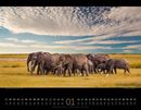 Bild von Wildes Afrika Kalender 2025