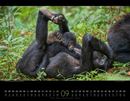 Bild von Wildes Afrika Kalender 2025