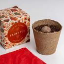 Bild von Say it with Flowers Growing Kit (I love you)
