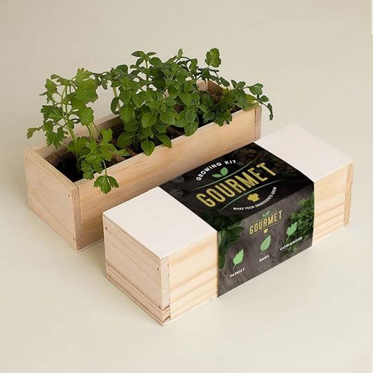 Bild von Gourmet Growing Kit (persley, basil, coriander)