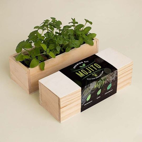 Bild von Mojito Growing Kit (peppermint, basil, spearmint)