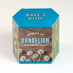Bild von Dandelion Growing Kit