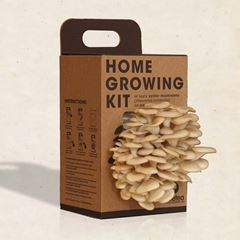Bild von Home Growing Kit Oyster Mushroom
