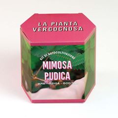 Bild von Kit autocoltivazioni Mimosa Pudica