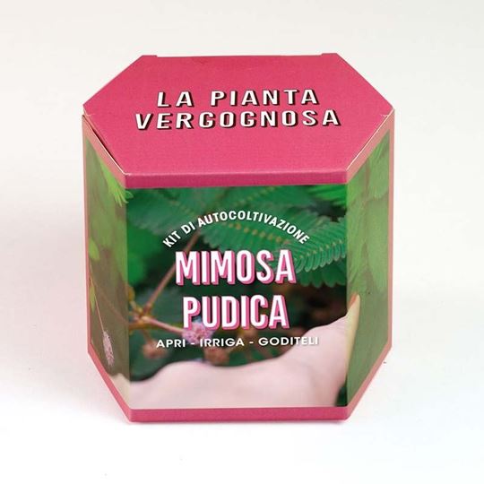 Bild von Kit autocoltivazioni Mimosa Pudica
