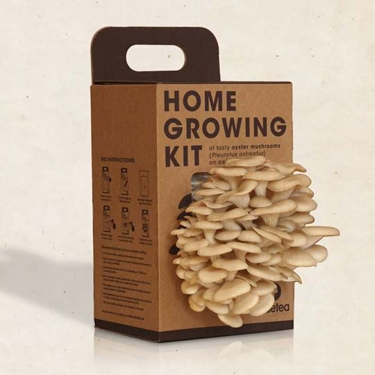 Bild von Home Growing Kit Fungo di Ostrica