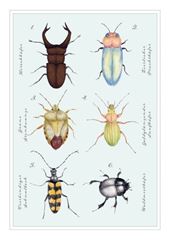 Bild von Postkarte. Käfer 10 Ex.
