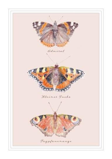 Bild von Postkarte. Schmetterlinge 10 Ex.