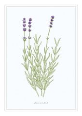 Bild von Postkarte. Lavendel 10 Ex.