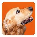 Bild von Memo-Spiel: Funny dogs!