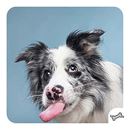 Bild von Memo-Spiel: Funny dogs!