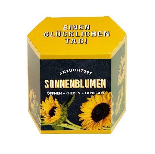 Bild von Anzuchtset Sonnenblumen