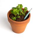 Bild von Plantable pencil (Basil)