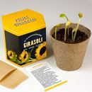 Bild von Kit autocoltivazioni Girasoli