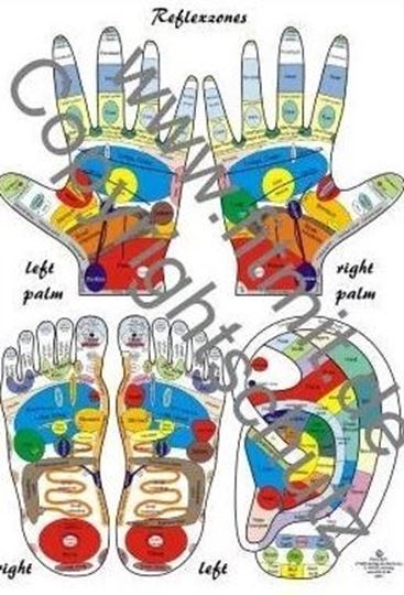 Bild von Reflexology Chart A5 Learning chart - Englisch