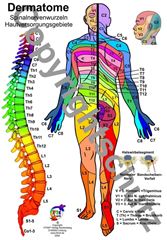 Bild von Dermatome - Spinalnervenwurzeln Hautversorgungsgebiete A3