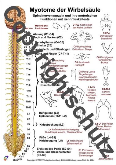 Bild von Myotome der Spinalnerven DIN A3