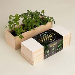 Bild von Gourmet Growing Kit (parsley, basil, coriander)