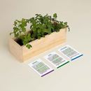 Bild von Gourmet Growing Kit (parsley, basil, coriander)