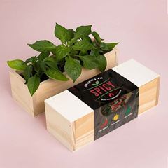 Bild von Spicy Growing Kit (chili pepper, habanero, jalapeño)