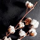 Bild von Cotton Growing Kit