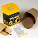 Bild von Sunflower Growing Kit