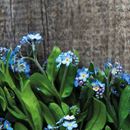 Bild von Wood Forget-Me-Nots Growing Kit