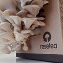 Bild von Home Growing Kit Oyster Mushroom