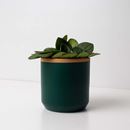 Bild von Pot fern green