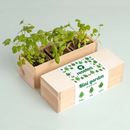 Bild von Mini garden Aromatic herbs