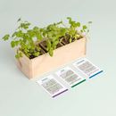 Bild von Mini garden Aromatic herbs