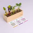 Bild von Mini garden Strange vegetables