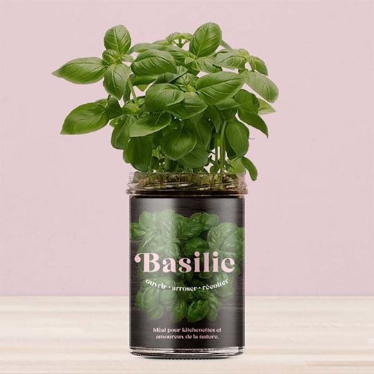 Bild von Potager de Basilic pour la Cuisine