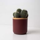 Bild von Cache-pot rouge prune