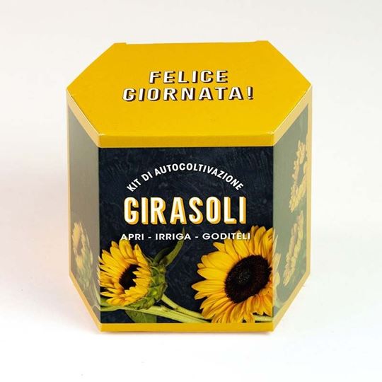 Bild von Kit autocoltivazioni Girasoli